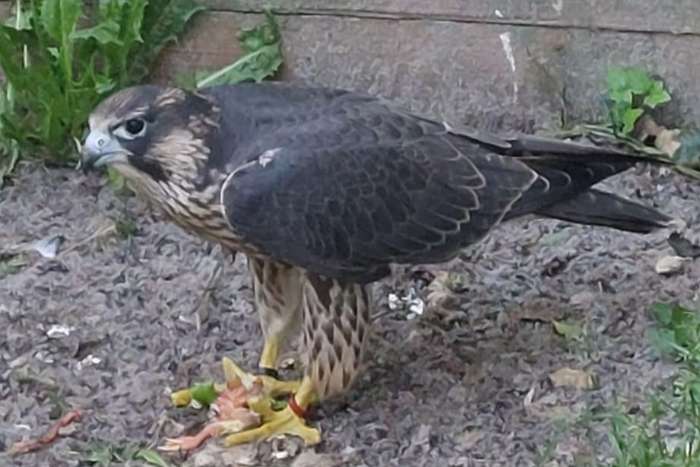 slechtvalk wijf