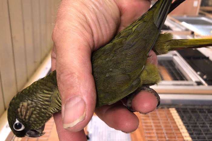 grijsgroen bruinoorparkiet (pyrrhura frontalis) 2025
