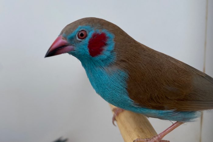 voorraadlijst vogels te koop