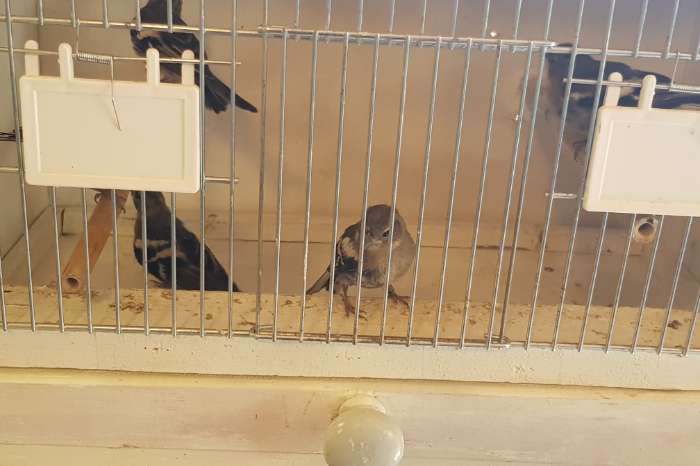 boekvink fringilla coelebs