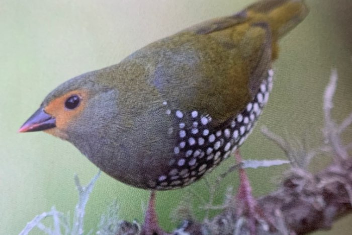 groene druppelastrilde  (mandingoa nitidula schlegeli) pop