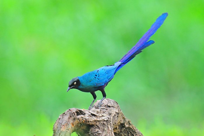 2-2 langstaartglansspreeuw (lamprotornis caudatus)