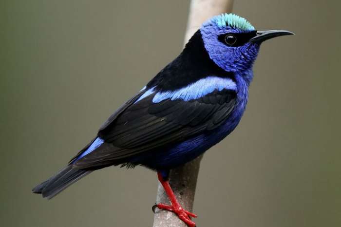 gezocht: roodpootsuikervogel pop (cyanerpes cyaneus)