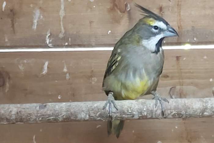 groene kardinaal pop