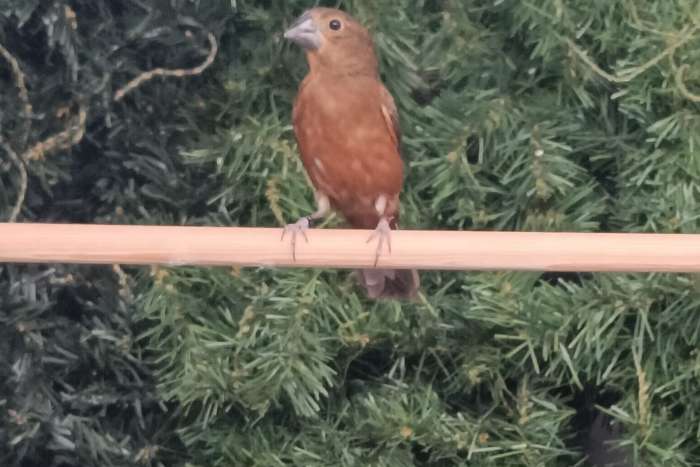 twatwa oryzoborus crassirostris
