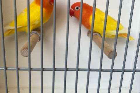 decino opaline kweekkoppel