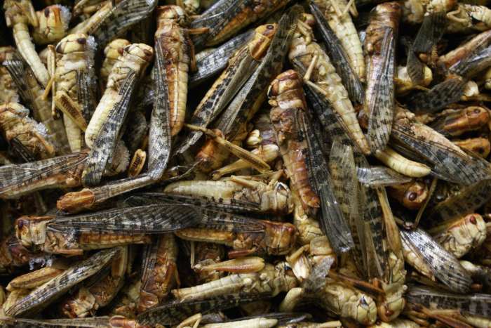 frozen insects / diepvries insecten promopacks !!!