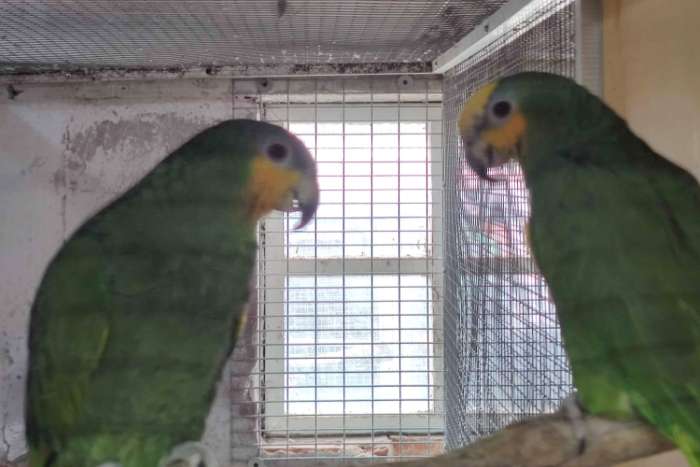diverse koppels amazone papegaaien