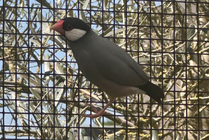 rijstvogels