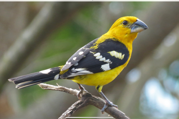 gele kernbijter,  pheucticus chrysepoplus