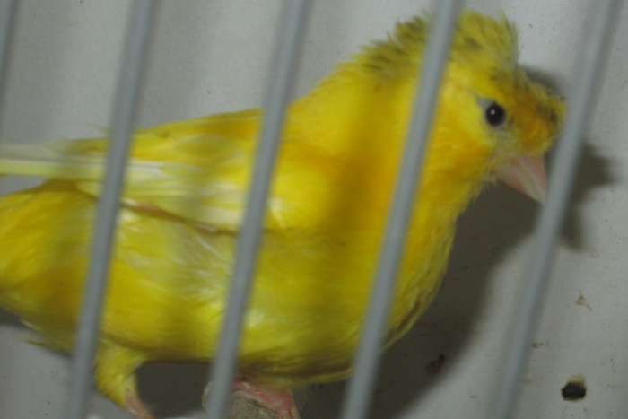 duitse kuif kanarie