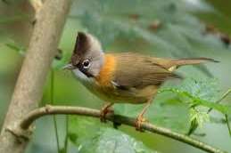 yuhina flavicollis