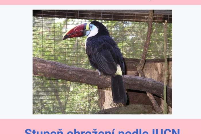 ramphastos tucanus