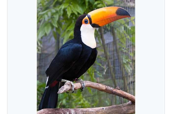 ramphastos toco