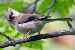 0-1 diadeemtimalia (yuhina diademata)