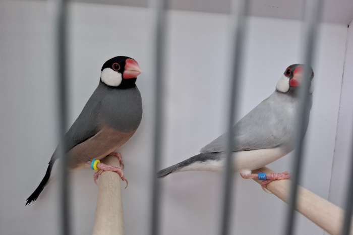 kweekkoppel rijstvogels
