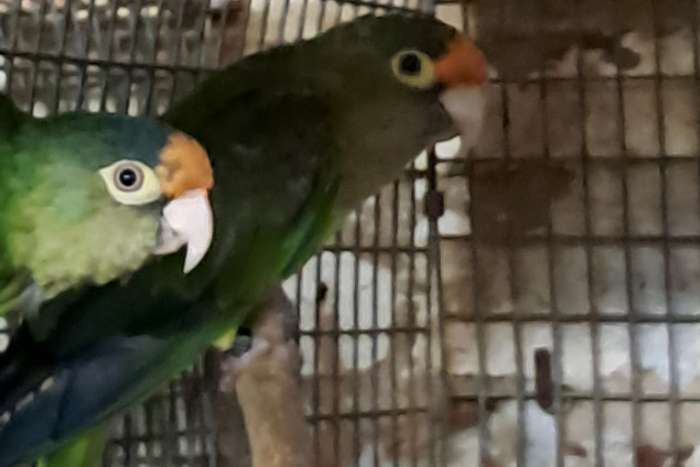 1-1 eupsittula canicularis eburnirostrum 2019