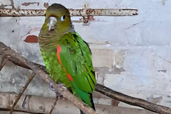 poppen pyrrhura melanure pacifica