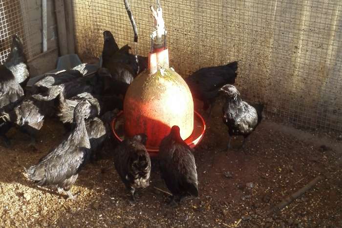 ayam cemani hennen