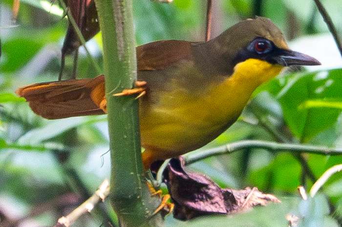 pterorhinus gularis