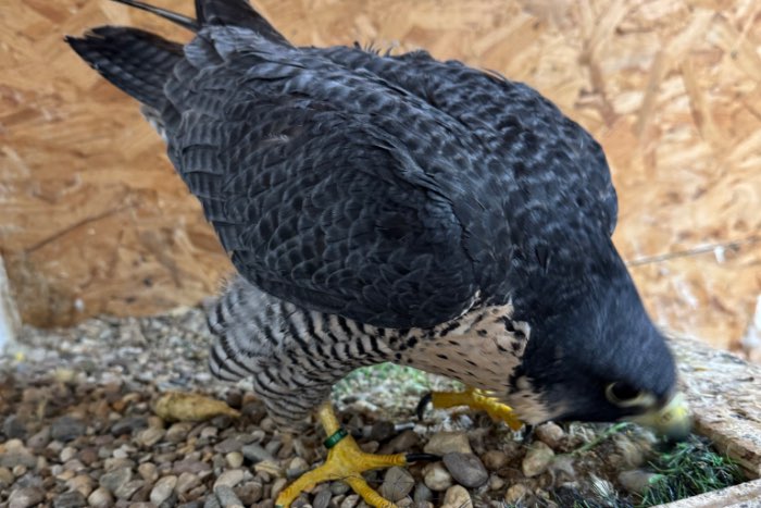 slecht valk wijven imprint falco peregrinus palei