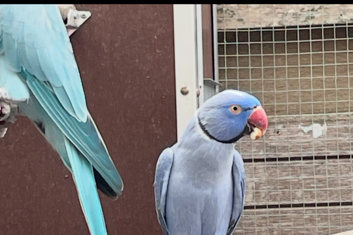 halsbandparkiet violet x blauw