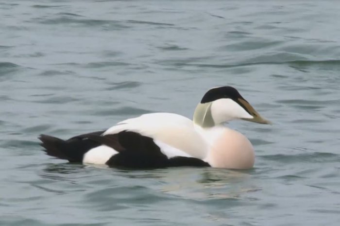 eiders, roseoor, chinese zaagbek.