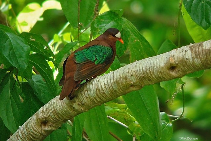chalcophaps stephani