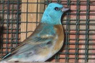 kweekkoppel  lazulivinken  ,passerina  amoena