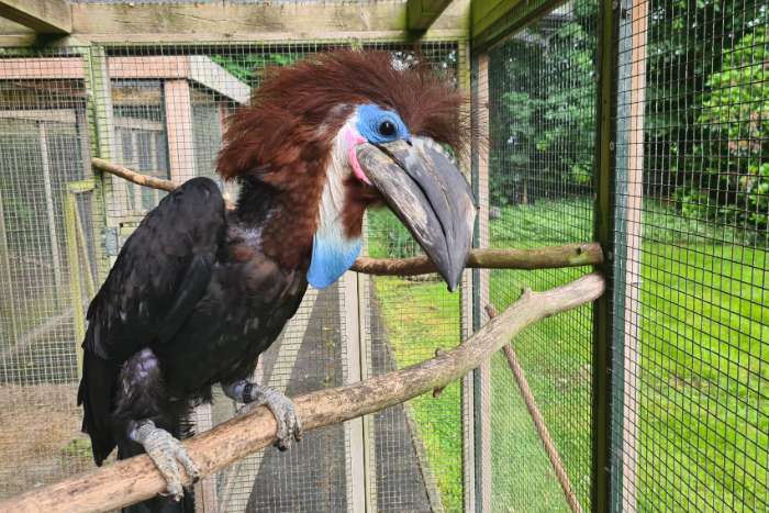blauwlel neushoornvogel