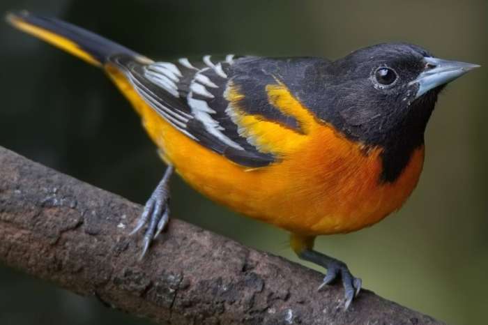 icterus galbula