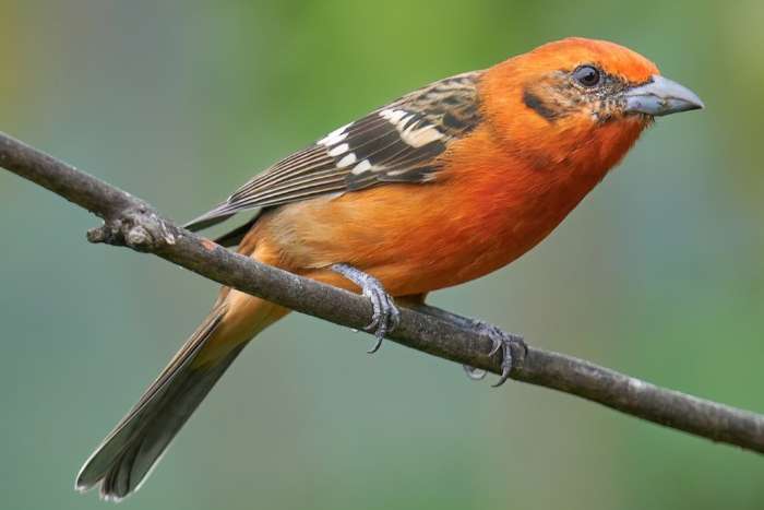 piranga bidentata