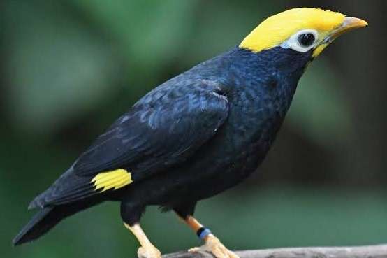 ampeliceps coronatus