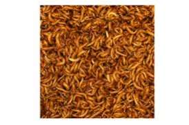 insecten zowel levend als diepvries aan scherpe prijzen