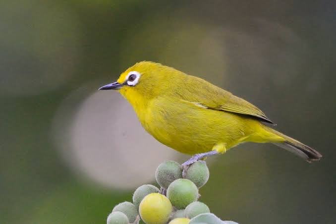 senegal brilvogel - zosterops senegalensis