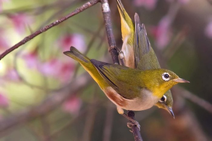 roodflank brilvogels - zosterops erythropleurus