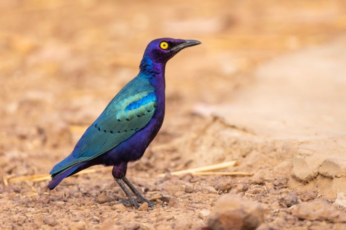 purper glansspreeuw - lamprotornis purpureus