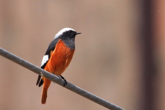 witkruin roodstaartje - phoenicurus erythogaster