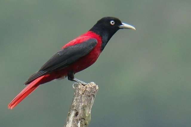 oriolus traillii - maroon oriole