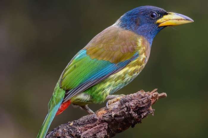 psilopogon virens - great barbet