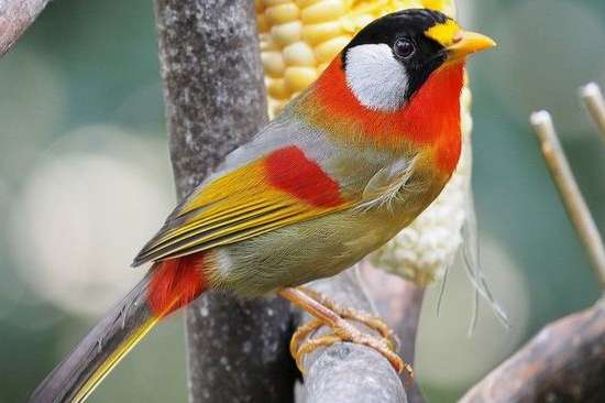 leiothrix argentauris - silver-eared mesia (red form)
