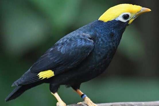 ampeliceps coronatus - golden-crested myna
