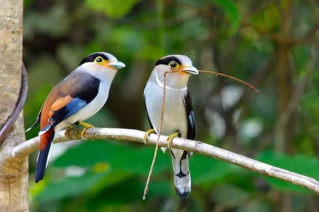 serilophus lunatus rubropygius - silver-breasted broadbill