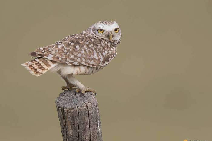 holenuil/konijnuil wijfje gezocht (athene cunicularia)