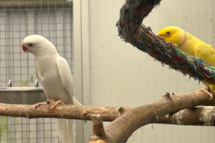 2 jonge halsbandparkieten