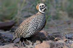 2 montezuma haantjes