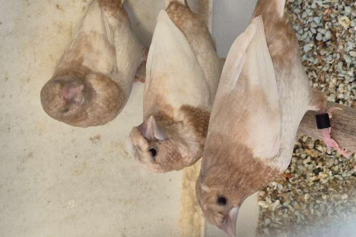 roodbruin bleekvleugel japanse meeuwen