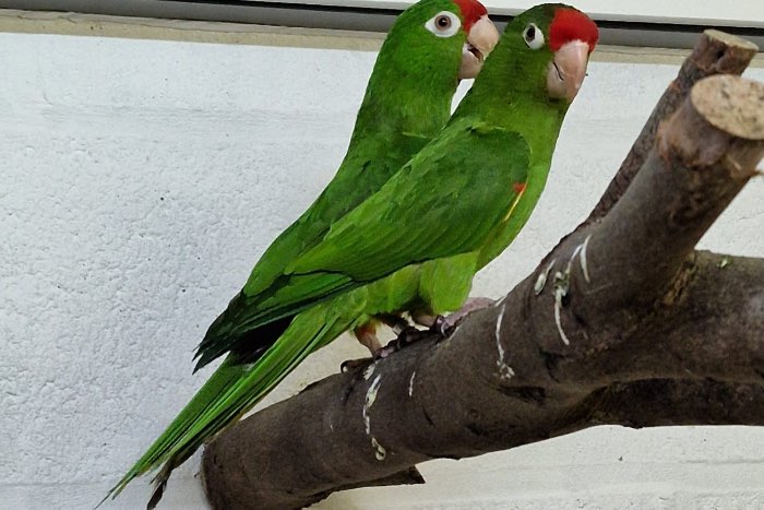 aratinga finch
