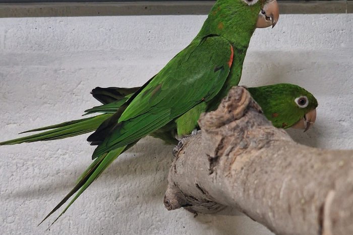 aratinga witoog