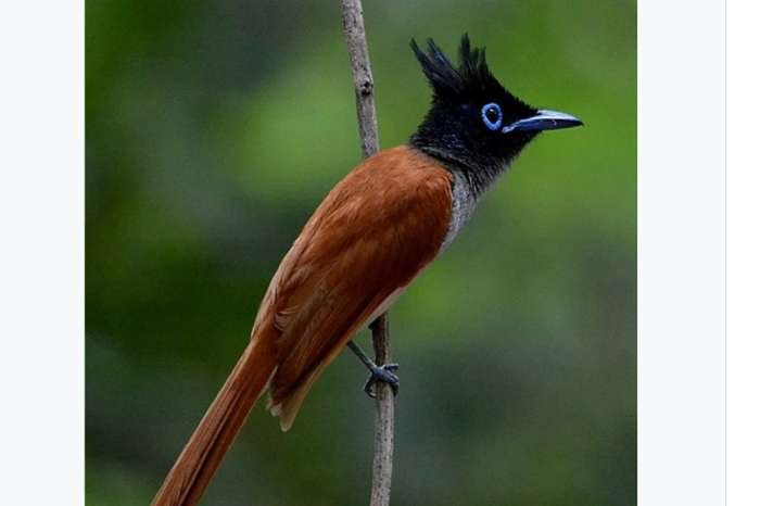 paradise flycatcher